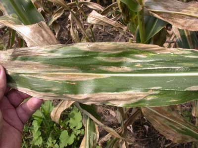 NORTHERN CORN LEAF BLIGHT ALERT